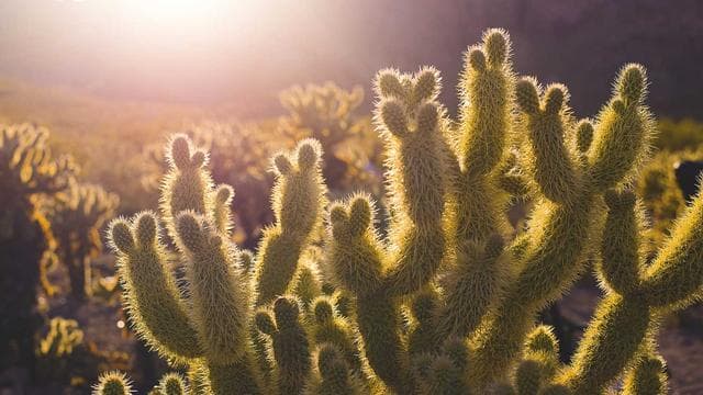 Bioluminescent bay kayaking at night magical experience