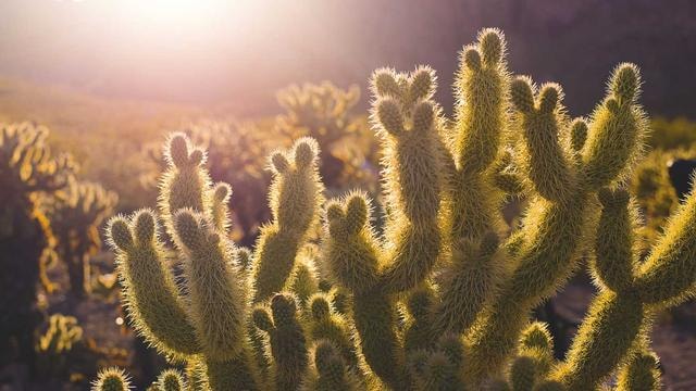 Bioluminescent bay kayaking at night magical experience